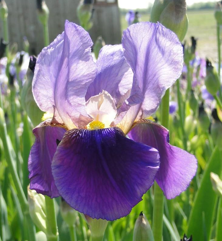 Iris germanica 'Alcazar'