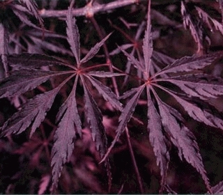 [ACPISHI] ÉRABLE DU JAPON (—, —, pot 6.5l tige 100cm)