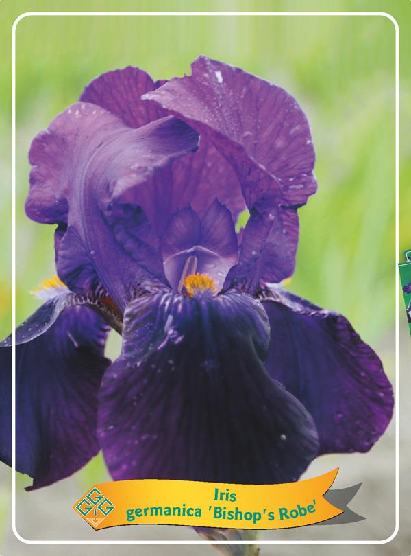 Iris germancia 'Bishop's Robe'