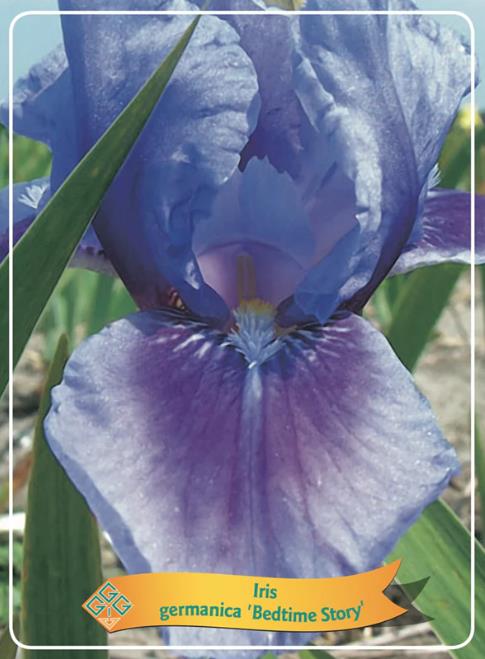 Iris germancia 'Bedtime Story'