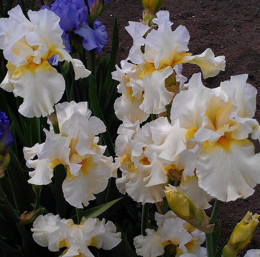 Iris germanica 'Christmas Angel'