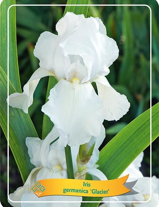 Iris germancia 'Glacier'