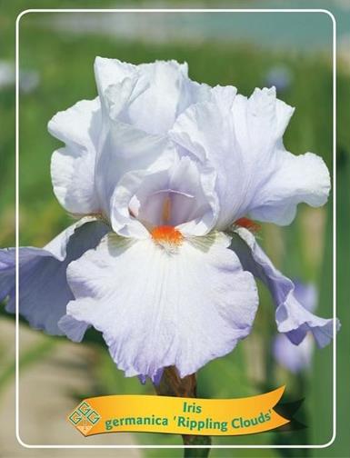 IRIS D'ALLEMAGNE