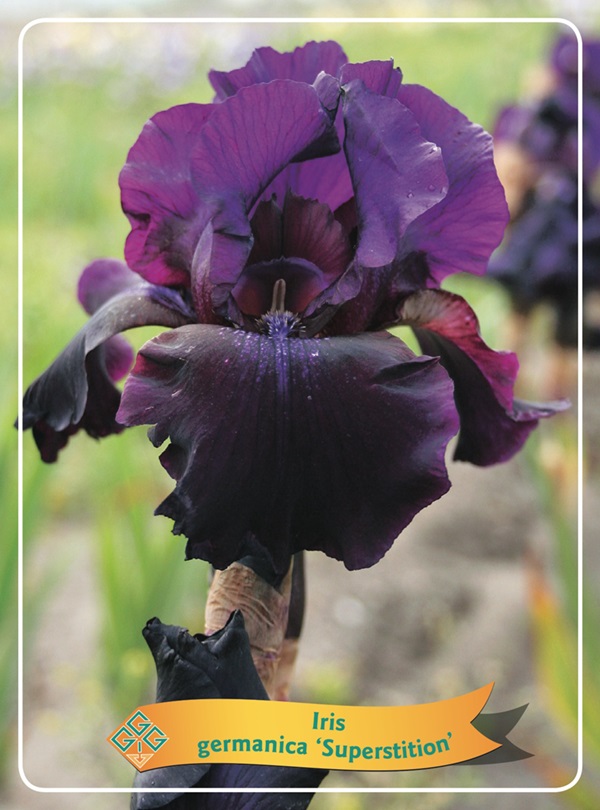 IRIS D'ALLEMAGNE