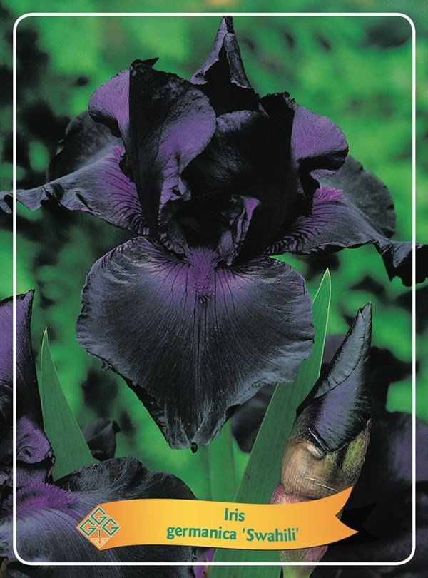 Iris germancia 'Swahili'