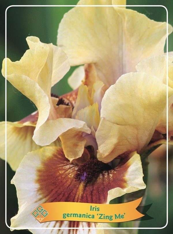 IRIS D'ALLEMAGNE