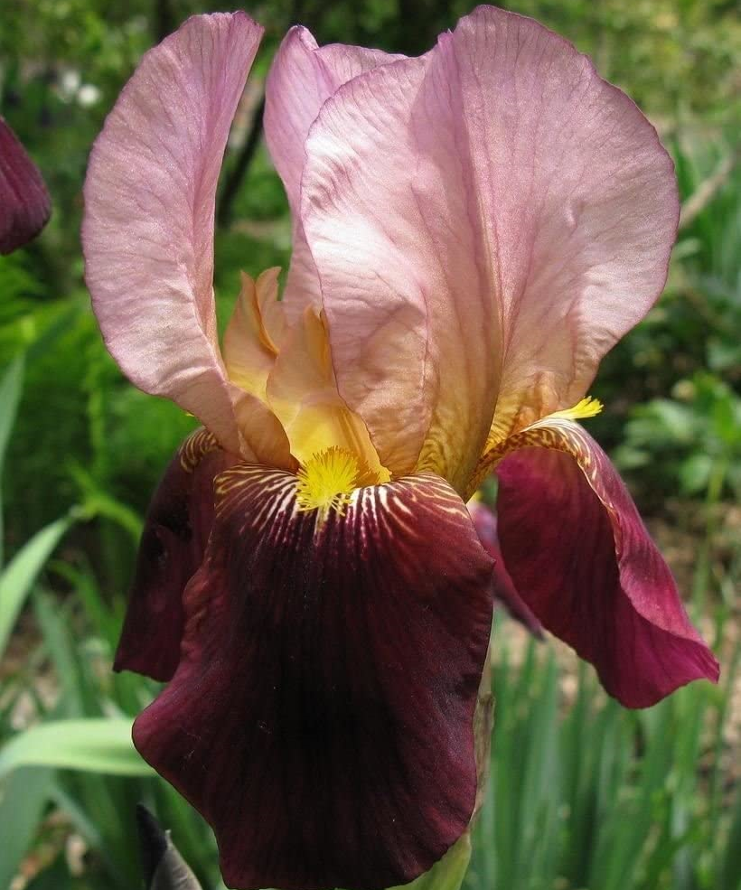 [IRICHIE] Iris germanica 'Indian Chief'