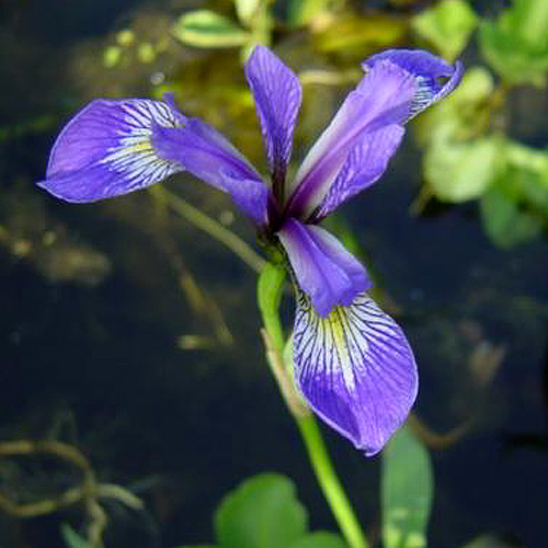 [IRKAEMP] IRIS JAPONAIS (panier 18cm)