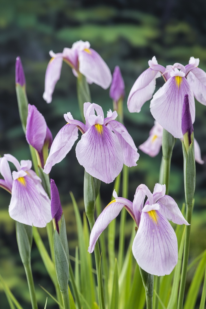 [IRLRQUE] Iris laevigata 'Rose Queen'
