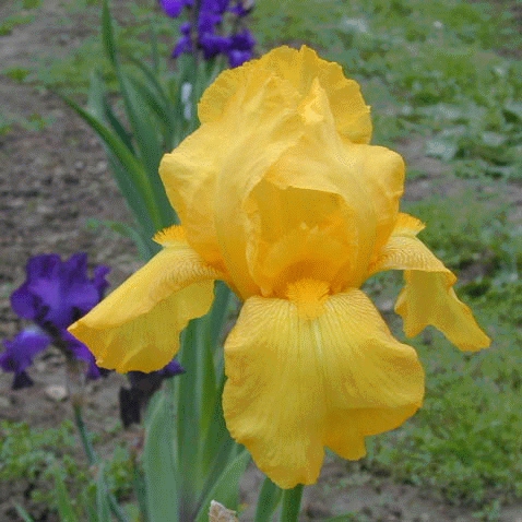 IRIS D'ALLEMAGNE