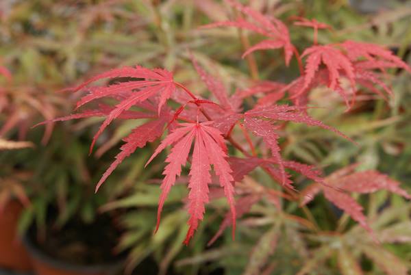 [ACPJSCH] Acer palm. 'Jerre Schwartz' (125/150cm, pot  14L)