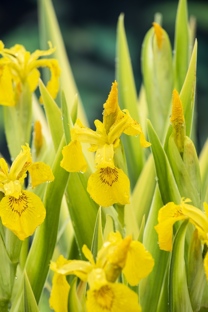 Iris pseudacorus 'Variegata'