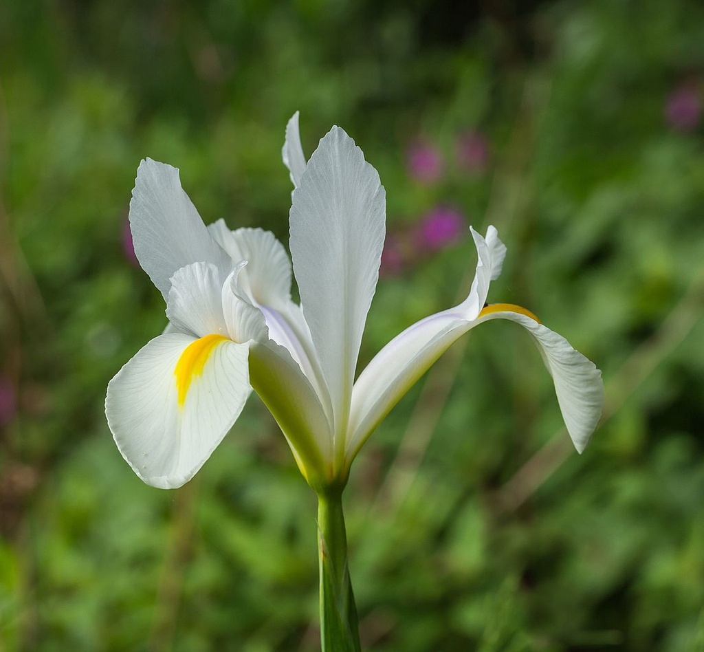 IRIS DE SIBÉRIE