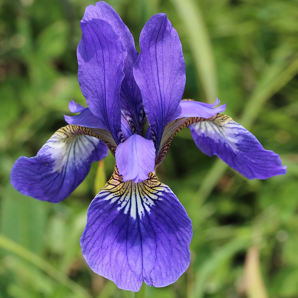 IRIS DE SIBÉRIE
