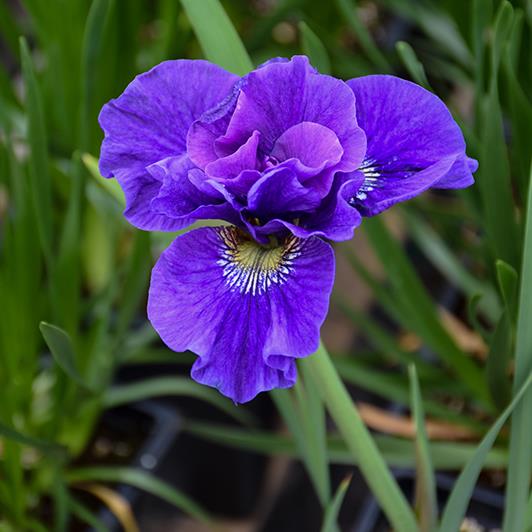Iris sibirica 'Cote d'Azur'
