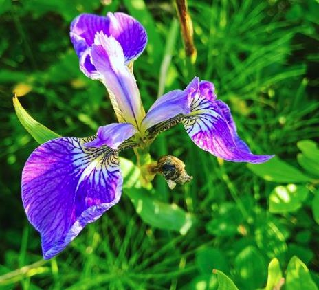 Iris setosa