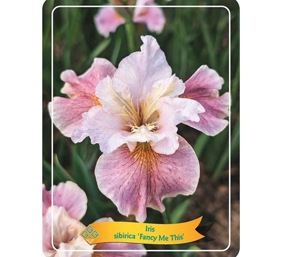 Iris sibirica 'Fancy me this'