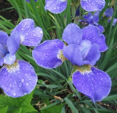 IRIS DE SIBÉRIE