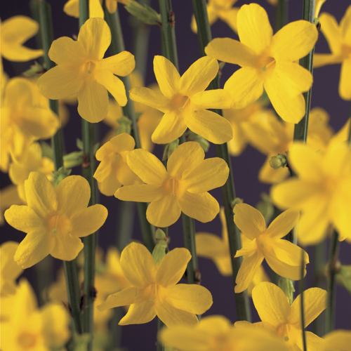 [JANUDIF] Jasminum nudiflorum (—, 150/175cm, pot 5L)