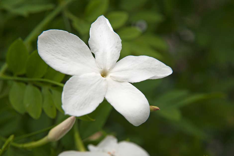 [JAOFFIC] Jasminum officinale (100/125cm, pot 3L)