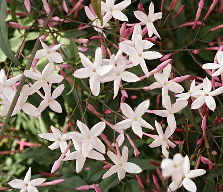 [JAPOLYA] JASMIN (60/80cm, pot17)