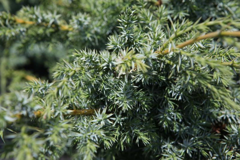 [JUCBALP] Juniperus chin. 'Blue Alps'