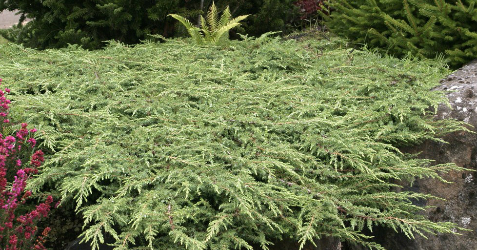 [JUCGCAR] Juniperus comm. 'Green Carpet' (pot17 20cm)