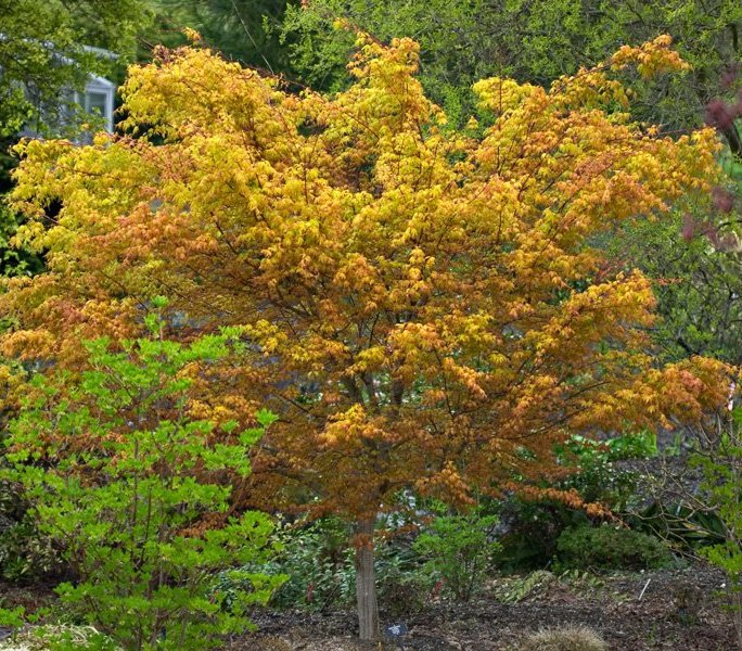[ACPKATS] Acer palm. 'Katsura' (125/150cm, pot  14L)
