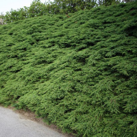 [JUCREPA] Juniperus comm. 'Repanda' (—, pot17 20cm)