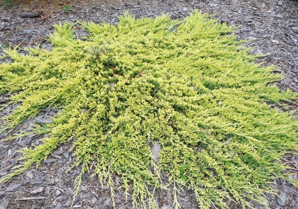 [JUHGCAR] Juniperus hor. 'Golden Carpet' (—, pot   2L)