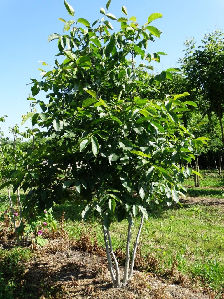 [JUREGIA] NOYER (demi tige, —, —)