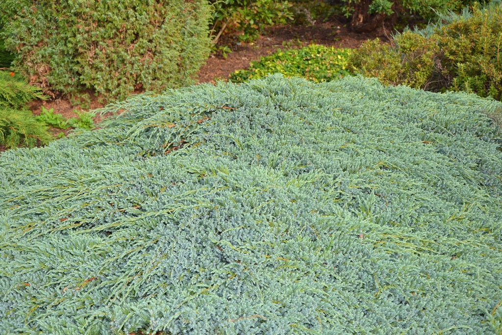 [JUSBCAR] Juniperus squam. 'Blue Carpet' (30/40cm, pot   2L)