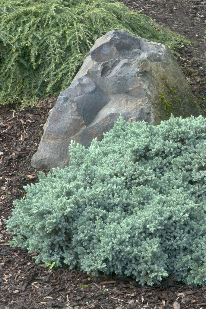 [JUSBSTA] Juniperus squam. 'Blue Star' (—, pot   2L)