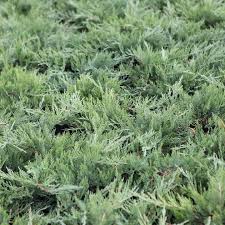 [JUSTAMA] Juniperus sabina 'Tamariscifolia' (—, —, pot   2L)