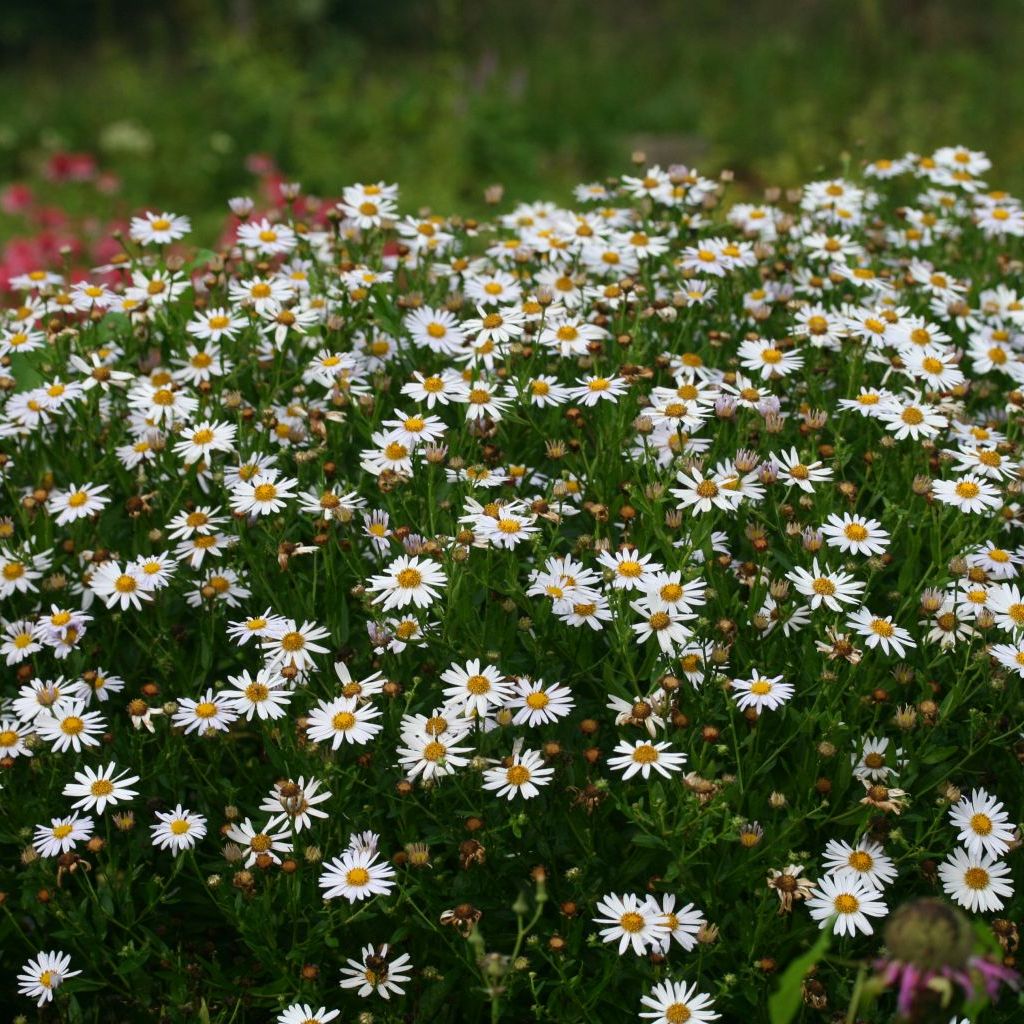 Kalimeris incisa 'Alba'