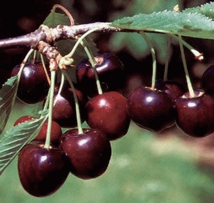 [KEBSNEI] CERISE 'BIGARREAU SCHNEIDER' (haute tige, 8/10, —)