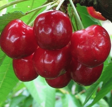 [KEBVAN] CERISE 'BIGARREAU VAN' (haute tige, 8/10, —)