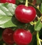 [KEERIVE] CERISE 'EARLY RIVERS' (demi tige, —, —)