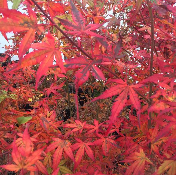 [ACPLRED] Acer palm. 'Little Red' (—, pot 3l premium)