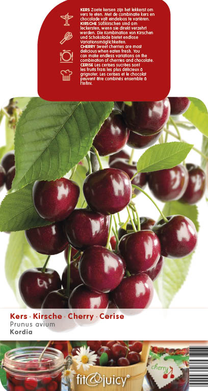 [KEKORDI] CERISE 'KORDIA' (demi tige, —, pot)