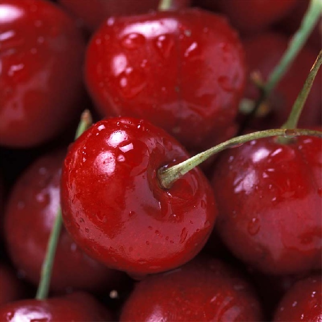 [KELAPIN] CERISE 'LAPINS' (demi tige, —, pot)