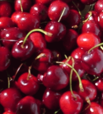 [KEREGIN] CERISE 'REGINA' (demi tige, —, pot)