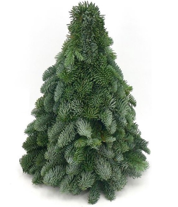 [KERSTBO] KERSTBOOM nobilis (—, 40cm)