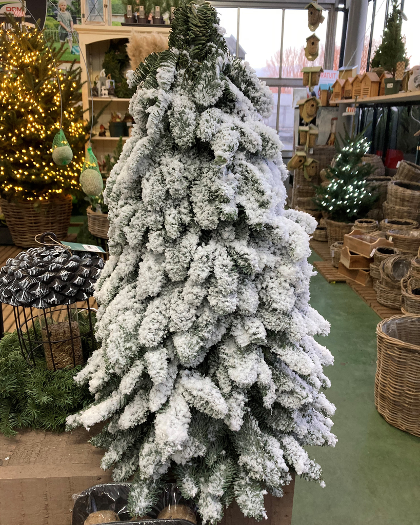 [KERSTBS] SAPIN DE NOËL nobilis (—, 30CM)