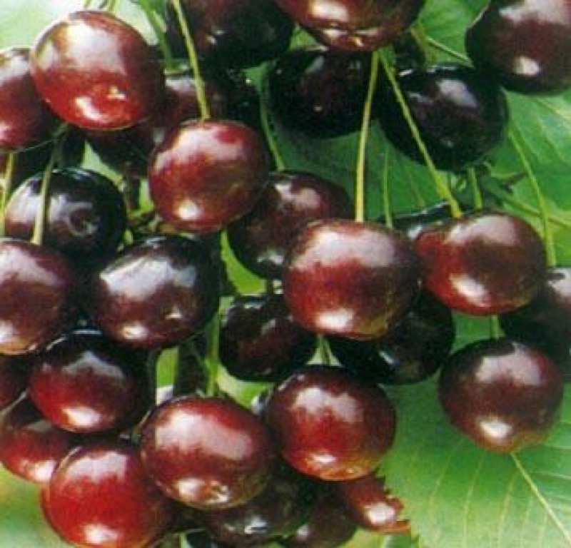 [KESUMUI] CERISE 'SUMMIT' (demi tige, —, —)
