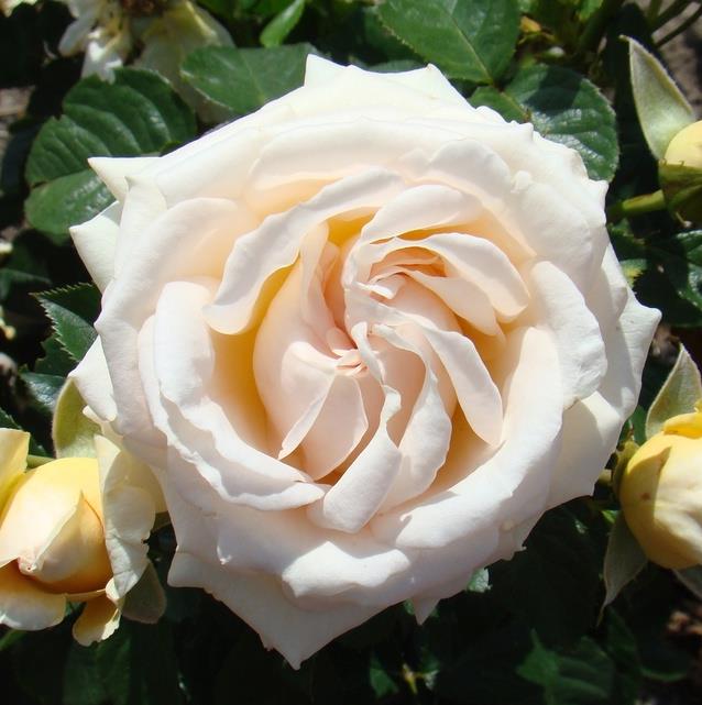 [KLBABEA] 'BOLD AND BEAUTIFUL'® ROSIER GRIMPANT
