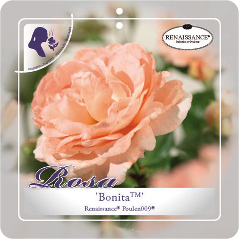 [KLBONIT] 'Bonita'(TM) Renaissance® Klimroos (—, pot 3l 50/70cm)