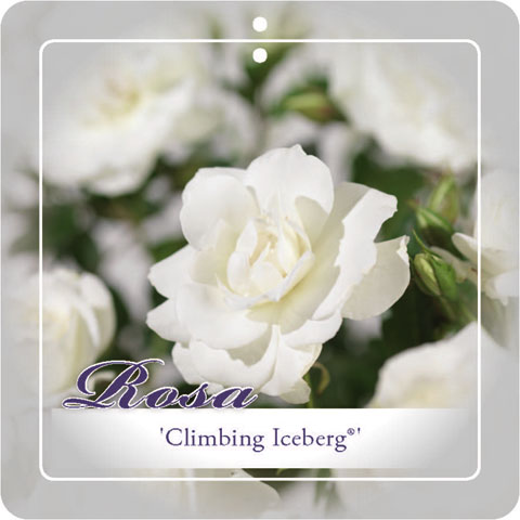 [KLCICEB] 'Climbing Iceberg'® Kimroos (—, —, pot 3l 50/70cm)