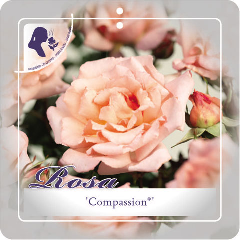 [KLCOMPA] 'Compassion'® Klimroos (—, pot 3l 50/70cm)