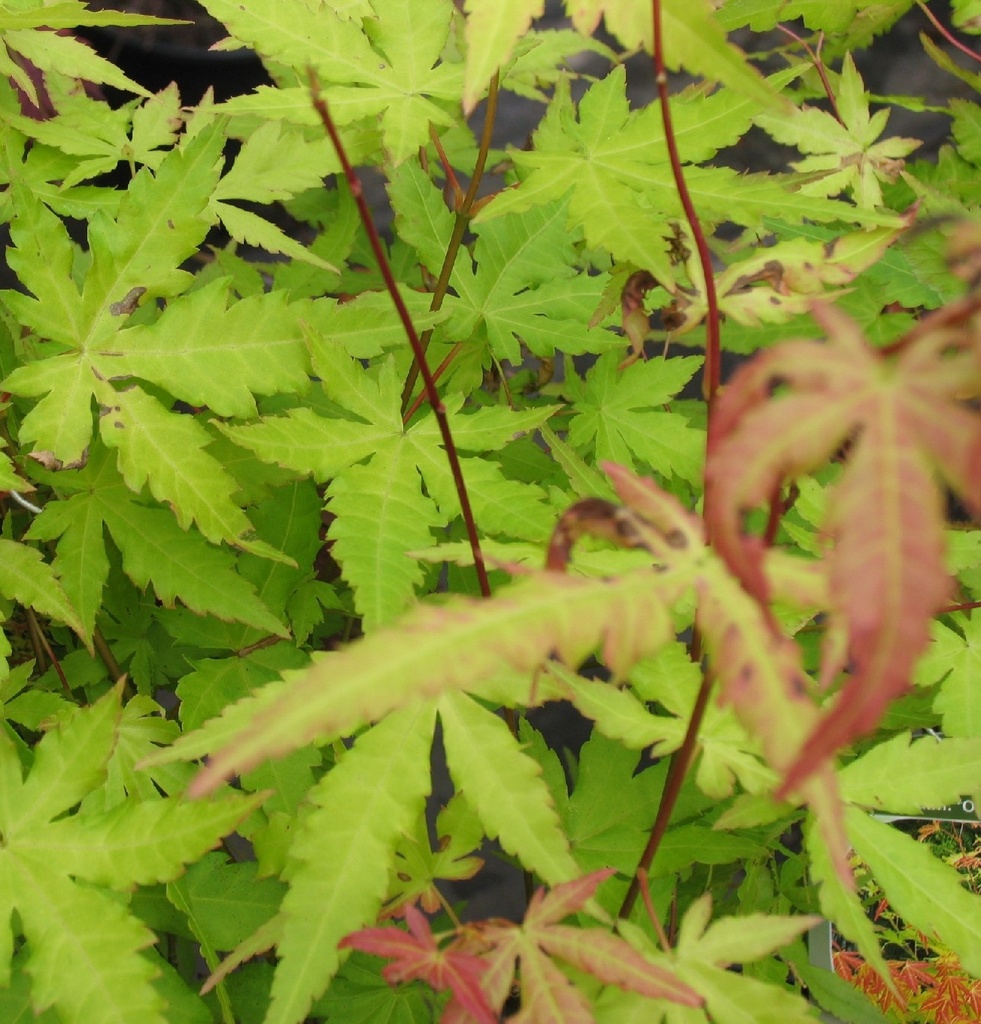 [ACPODRE] Acer palm. 'Orange Dream' (—, pot 3l 40/50cm)